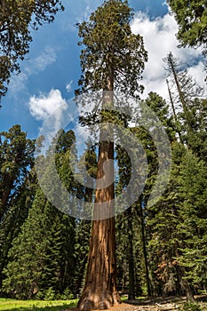 Sequoia tree standinding tall in Sequoia national park