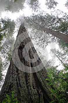 Sequoia Trees