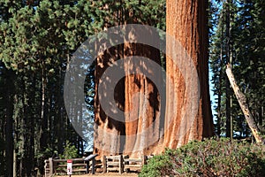 Sequoia trees