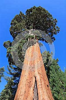 Sequoia trees