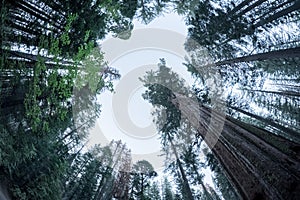 Sequoia trees