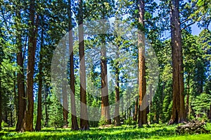 Sequoia trees in the Sequois National Park in California