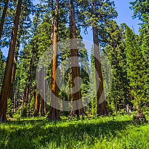 Sequoia trees in the Sequois National Park in California