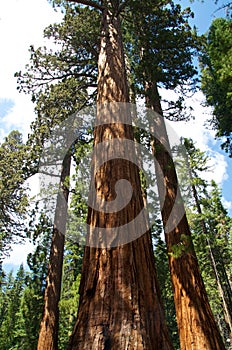 Sequoia Trees in Yosemite National Park