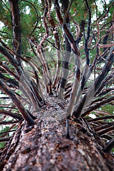 Sequoiadendron giganteum in Bulgaria photo