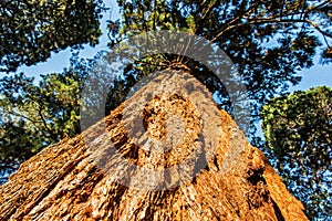 Sequoia redwoods tree - Sequoiadendron giganteum, sunset scene photo