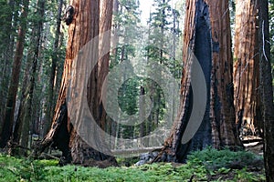 Sequoias