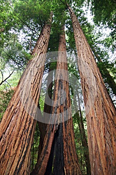 Sequoias photo