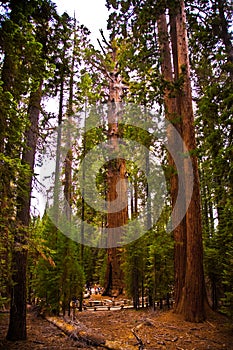 Sequoias in beautiful sequoia national park