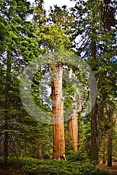 Sequoias in beautiful sequoia national park