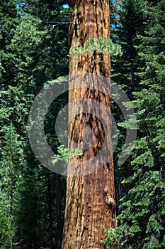 Sequoias in beautiful sequoia national park