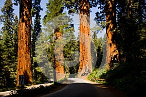 Sequoias in beautiful sequoia national park