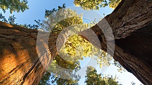 Sequoias from below