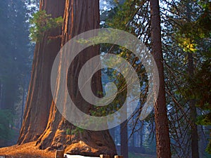 Sequoias on blue photo