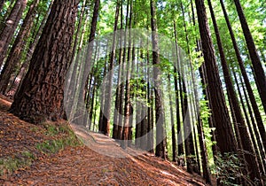 Sequoias in Cabezon de la Sal, Spain.