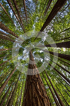 Sequoias in Cabezon de la Sal, Spain. View from below. photo