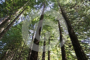 Sequoias forest
