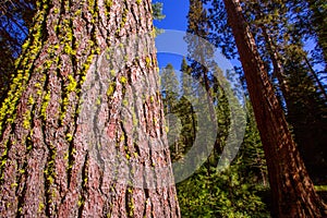 Sequoias in Mariposa grove at Yosemite California photo