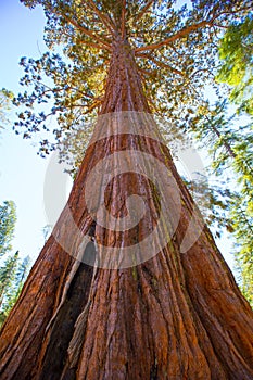 Sequoias in Mariposa grove at Yosemite National Park