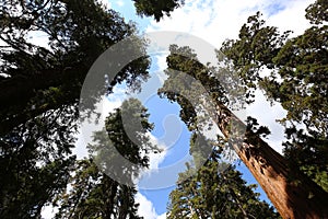Sequoias at Mariposa Grove, Yosemite national park
