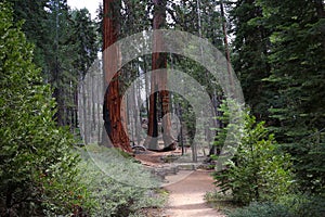 Sequoias at Mariposa Grove, Yosemite national park