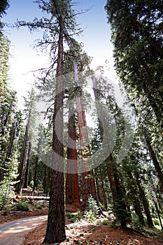Sequoias at Mariposa Grove, Yosemite national park