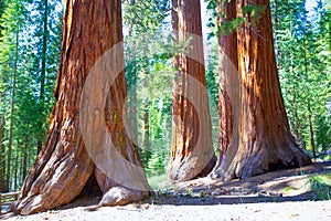 Sequoias in Mariposa grove at Yosemite National Park photo