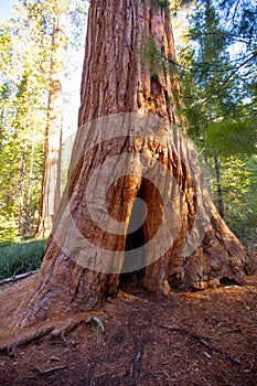 Sequoias in Mariposa grove at Yosemite National Park photo