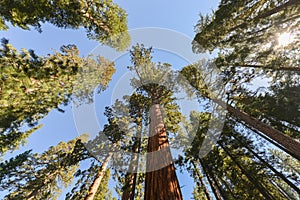 Sequoias in Mariposa Grove, Yosemite National Park photo