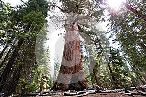 Sequoias at Mariposa Grove, Yosemite national park