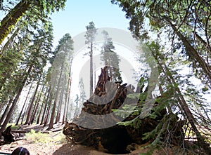 Sequoias at Mariposa Grove, Yosemite national park