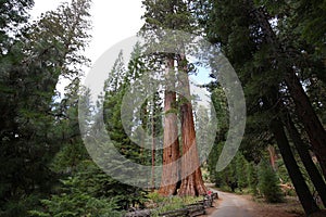 Sequoias at Mariposa Grove, Yosemite national park photo