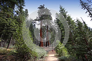 Sequoias at Mariposa Grove, Yosemite national park photo