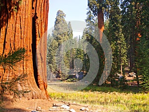 Sequoias by the meadow photo