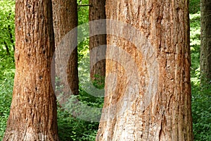 Sequoias, Sequoia in a park