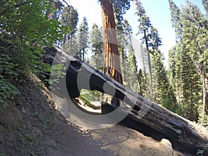 Sequoya forest path with a fallen tree