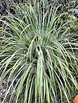 Serai leaf in the garden