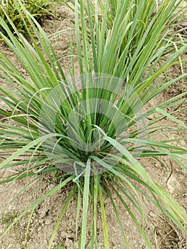 Serai or sereh or lemongrass