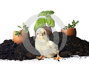 serama chicken and chicks