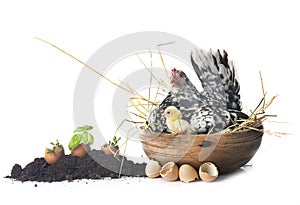 serama chicken and chicks