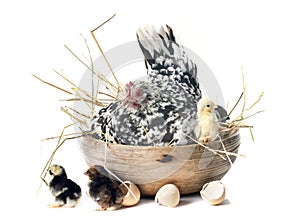 serama chicken and chicks