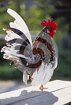 Serama Chicken, kelantan, Malaysia photo