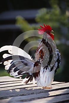 Serama Chicken, kelantan, Malaysia photo