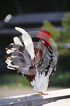 Serama Chicken, Kelantan, Malaysia photo