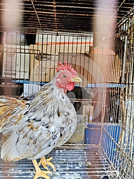 Serama rooster on sale in Pudu, Kuala Lumpur.