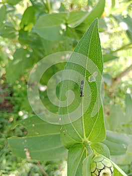 serangga berwarna hitam hinggap di daun dan menggerogoti daunnya yang hijau segar