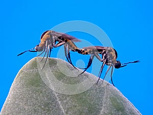Serangga Kawin di Atas Daun