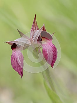 Serapias Lingua, Tongue orchid. Defocussed background. photo