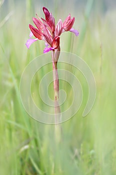 Serapias, violet wild orchid