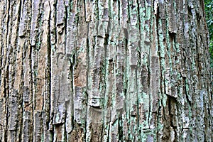 Seraya tree bark